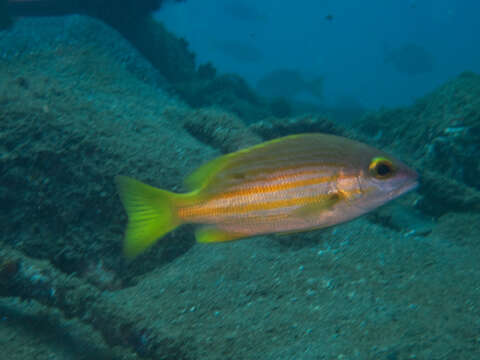 Image of Golden-lined snapper