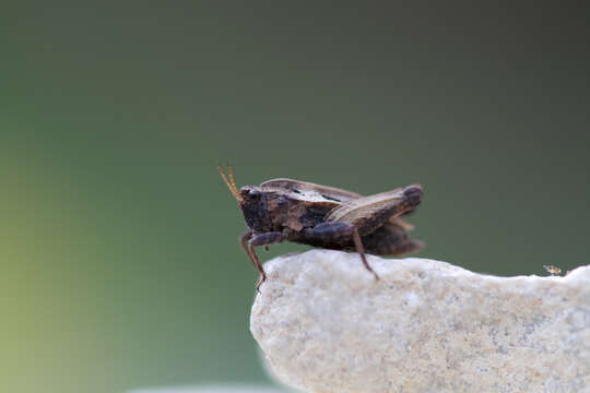 Image of Tetrix bipunctata (Linnaeus 1758)