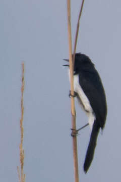 Image of Jerdon's Bush Chat