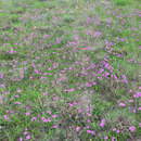 Image of pointed phlox