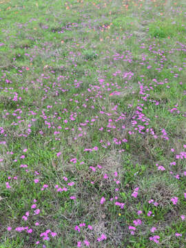 Image of pointed phlox