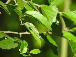 Image of Nehalennia minuta (Selys ex Sagra 1857)