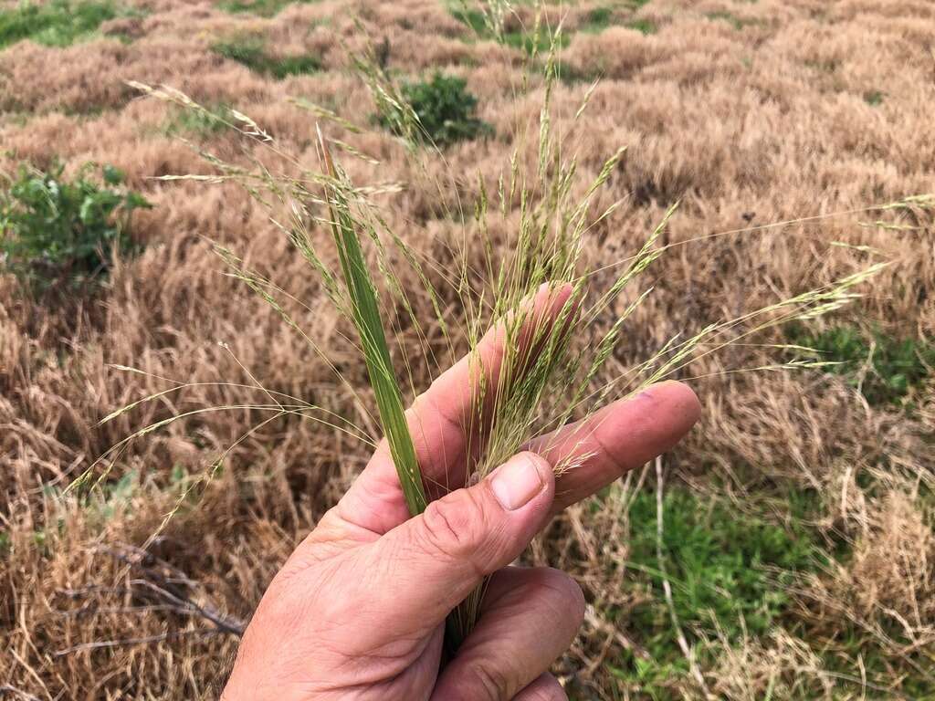 Image of Common Blown Grass