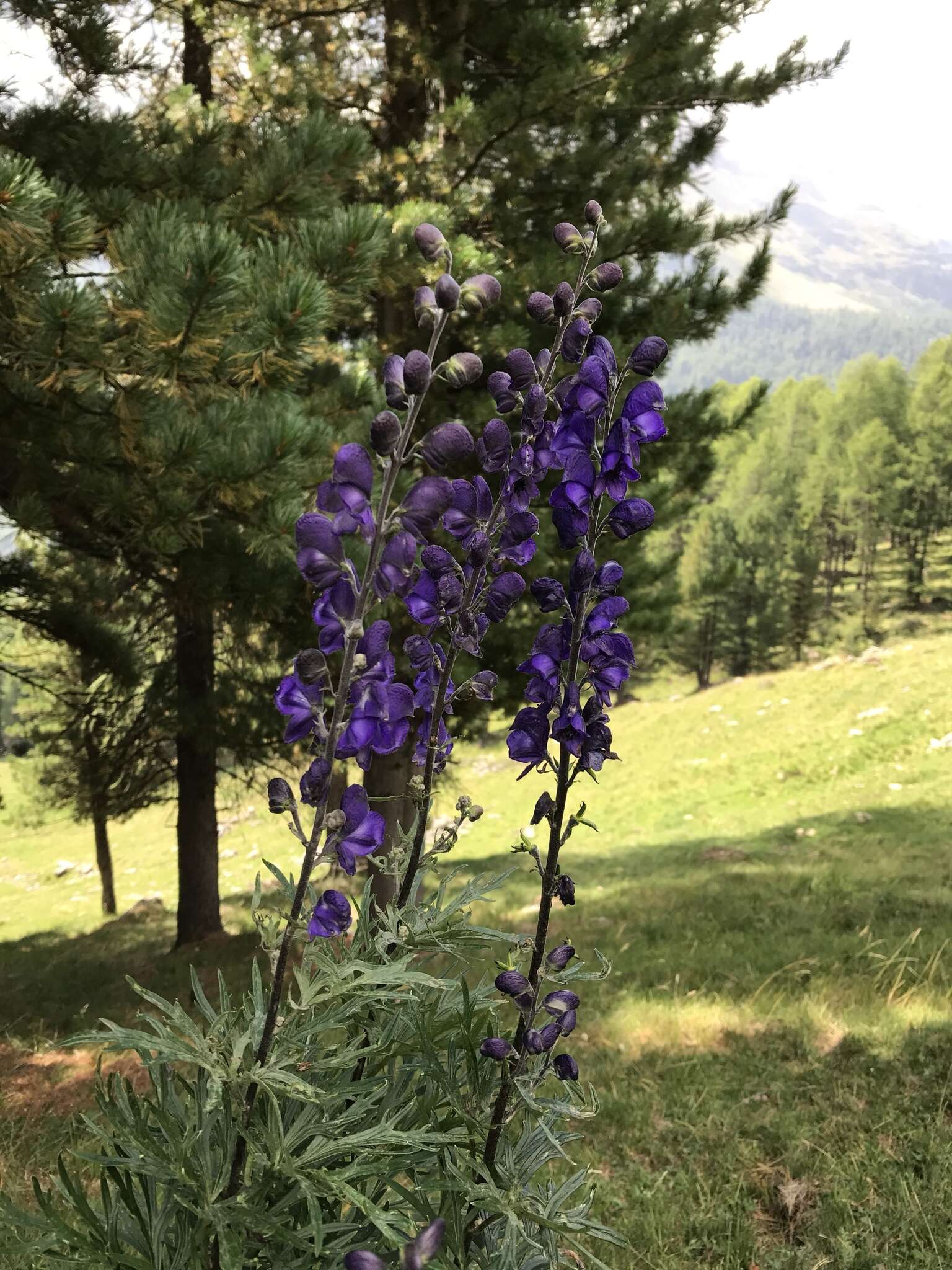 Слика од Aconitum napellus L.