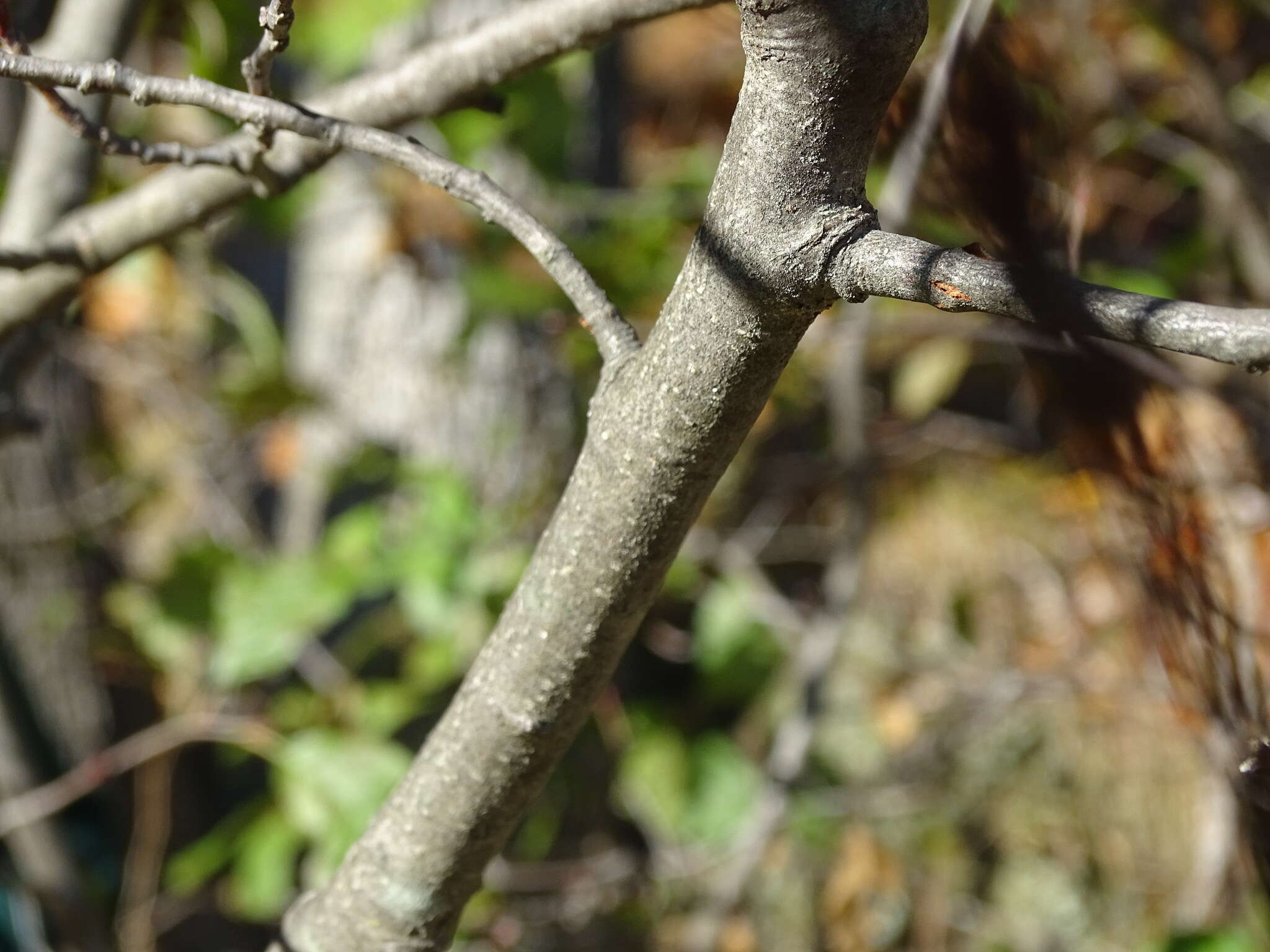 Image of Grey Alder