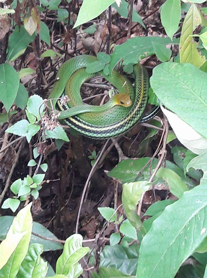 Image of Green Rat Snake