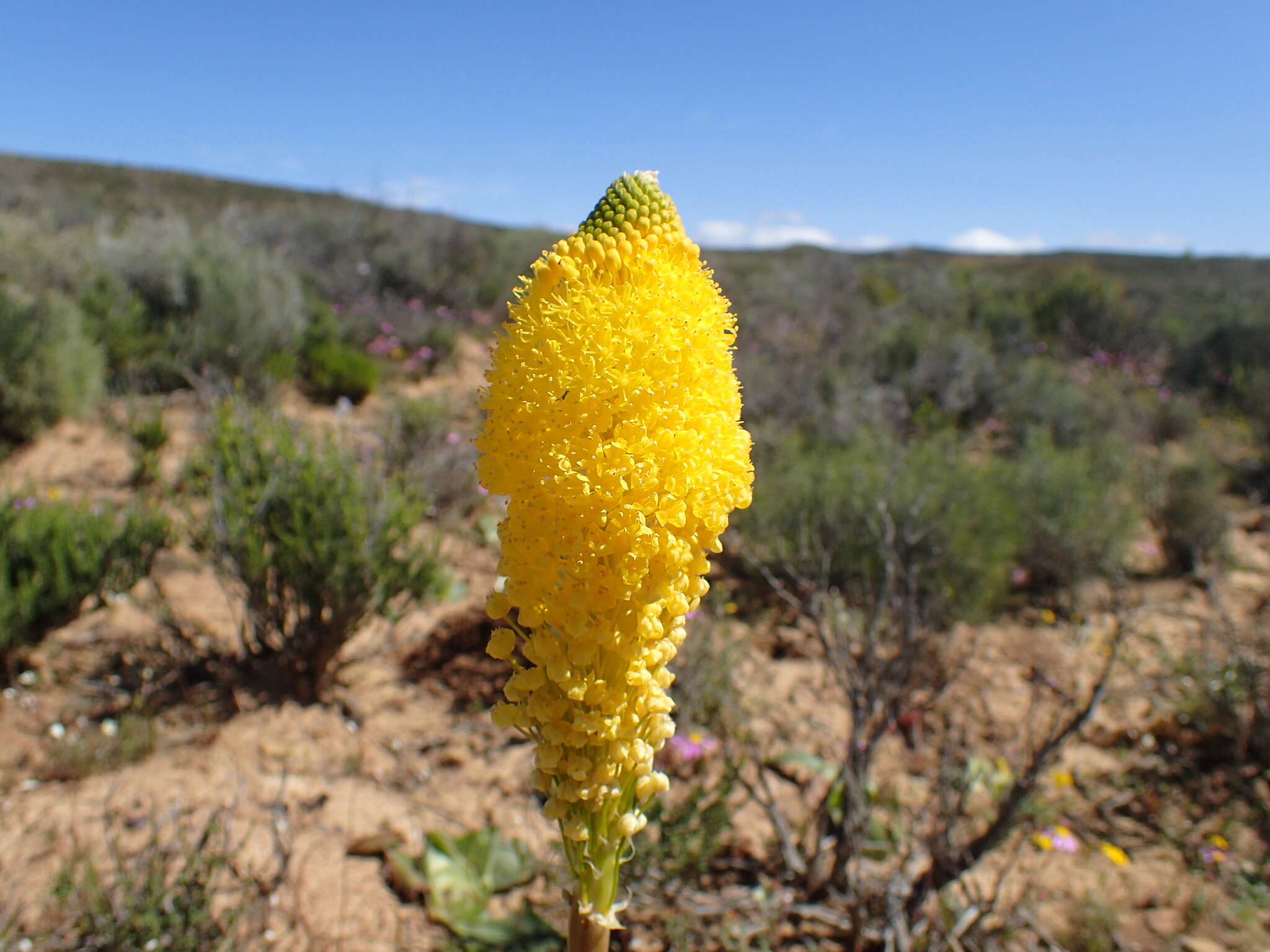 Imagem de Bulbinella latifolia subsp. latifolia