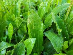 Image of Mexican plantain