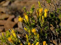 Image of Pteronia empetrifolia DC.