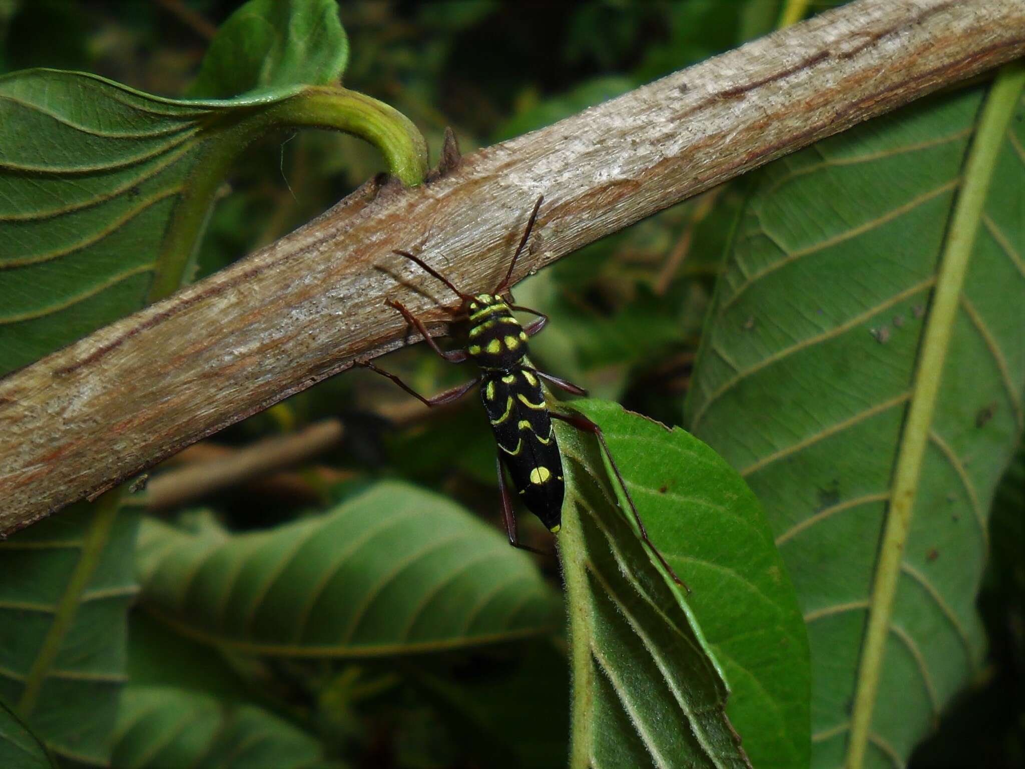 Image of Cotyclytus curvatus (Germar 1821)