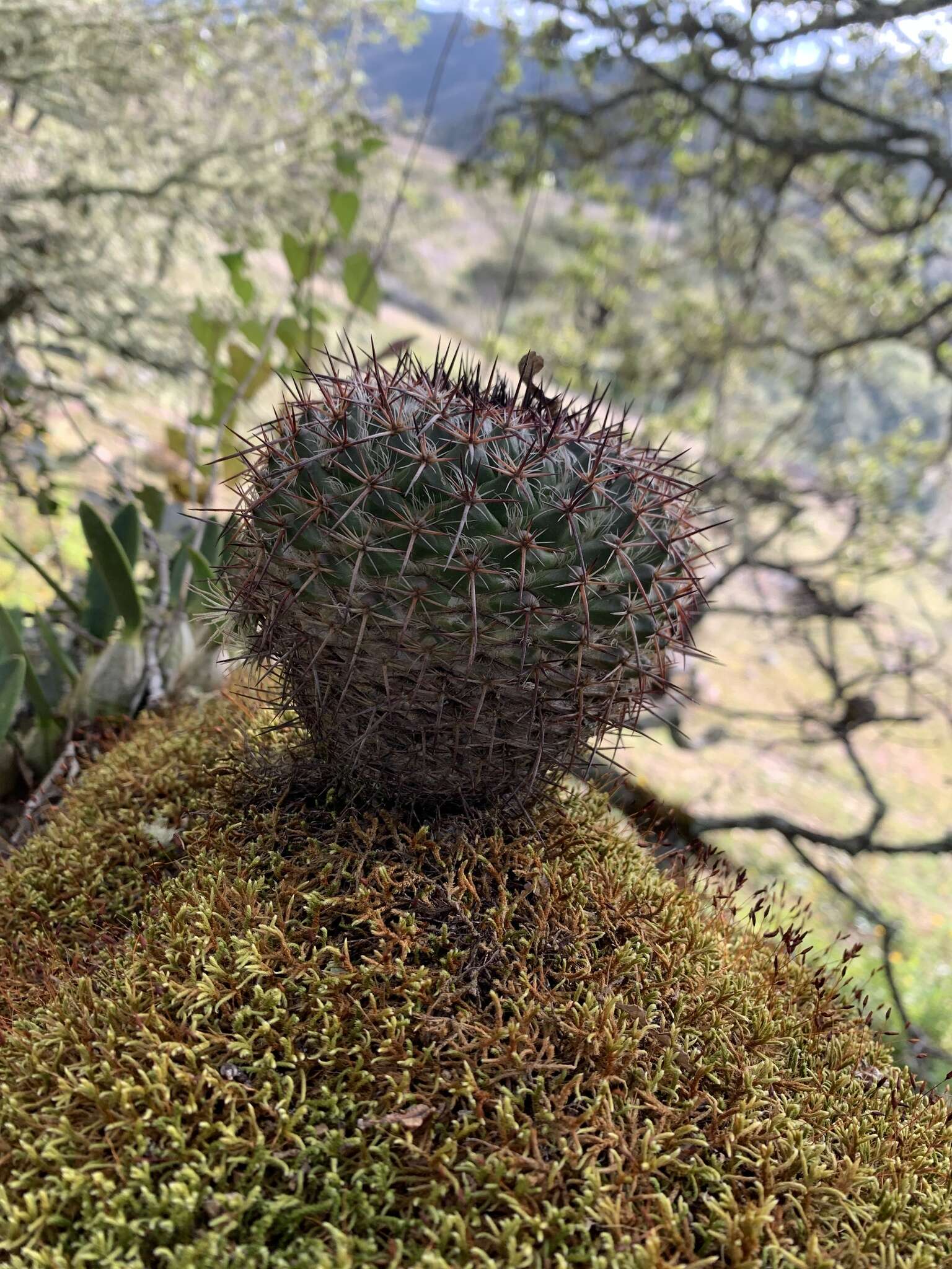 Image de Mammillaria mystax Mart.