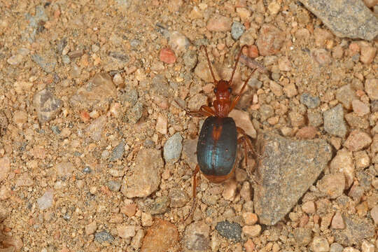 Imagem de Brachinus (Brachynolomus) sclopeta (Fabricius 1792)