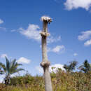 Image of Stephanocereus leucostele (Gürke) A. Berger