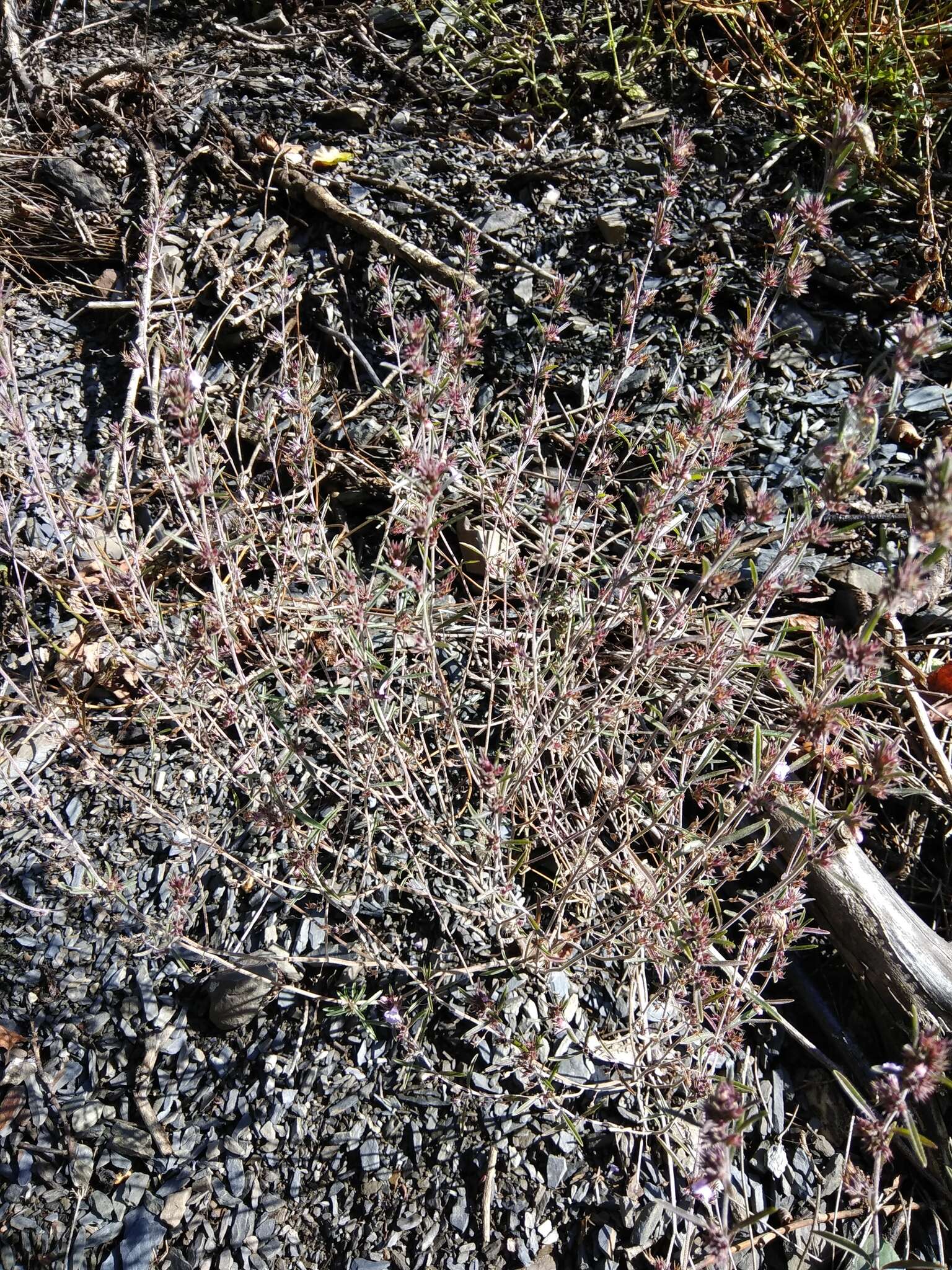 Image of summer savory