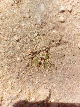 Image of Conophytum longum N. E. Br.