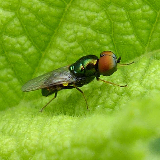 Image of Soldier fly