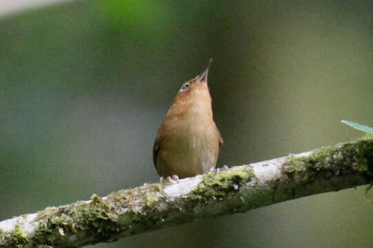 Image of Ochraceous Wren