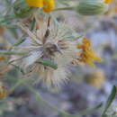 Plancia ëd Heterotheca arizonica (Semple) G. L. Nesom