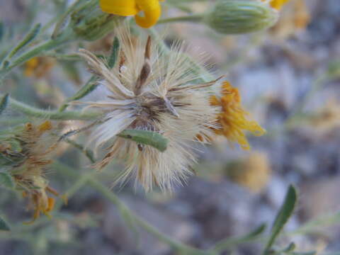 Image de Heterotheca arizonica (Semple) G. L. Nesom