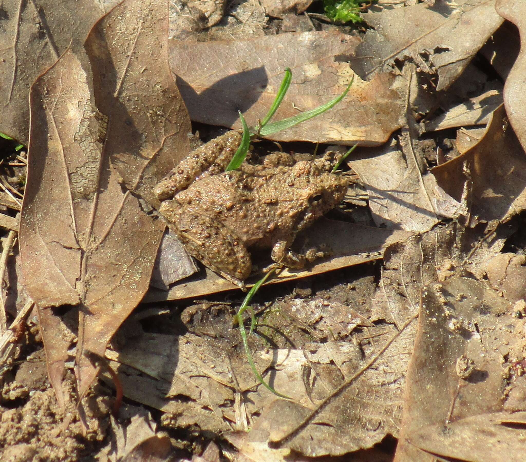 Image of Northern Cricket Frog