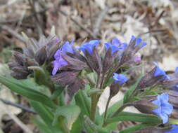 Plancia ëd Pulmonaria angustifolia L.