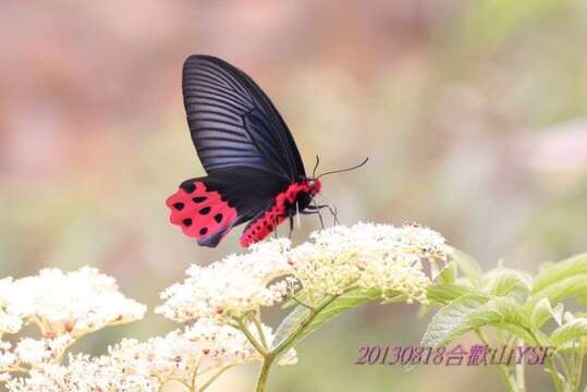 Image of Atrophaneura horishanus (Matsumura 1910)