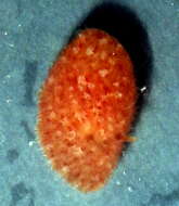 Image of Hoploplana rosea Prudhoe 1978