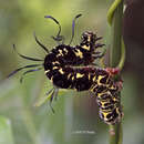 Image of Tinolius hypsana Swinhoe 1889