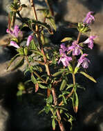 Image of Red hemp nettle