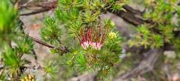 Image of Darwinia fascicularis Rudge