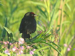 Image of Chestnut-capped Blackbird