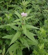 Plancia ëd Eupatorium glehnii F. Schmidt ex Trautv.