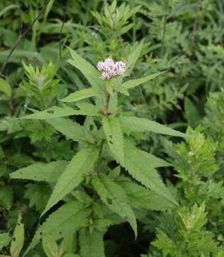 Sivun Eupatorium glehnii F. Schmidt ex Trautv. kuva