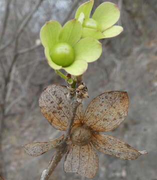 Image de Karomia mira (Moldenke) R. Fern.