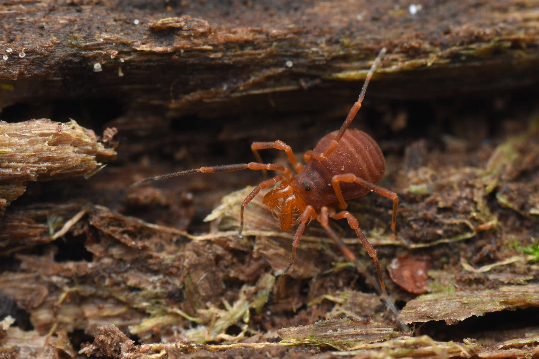 Image of Sclerobunus nondimorphicus Briggs 1971