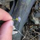 Image of bluehead gilia