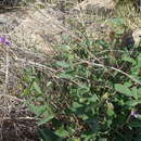 Image of spiked ticktrefoil