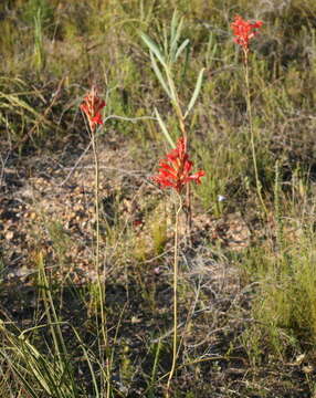 Tritoniopsis burchellii (N. E. Br.) Goldblatt的圖片