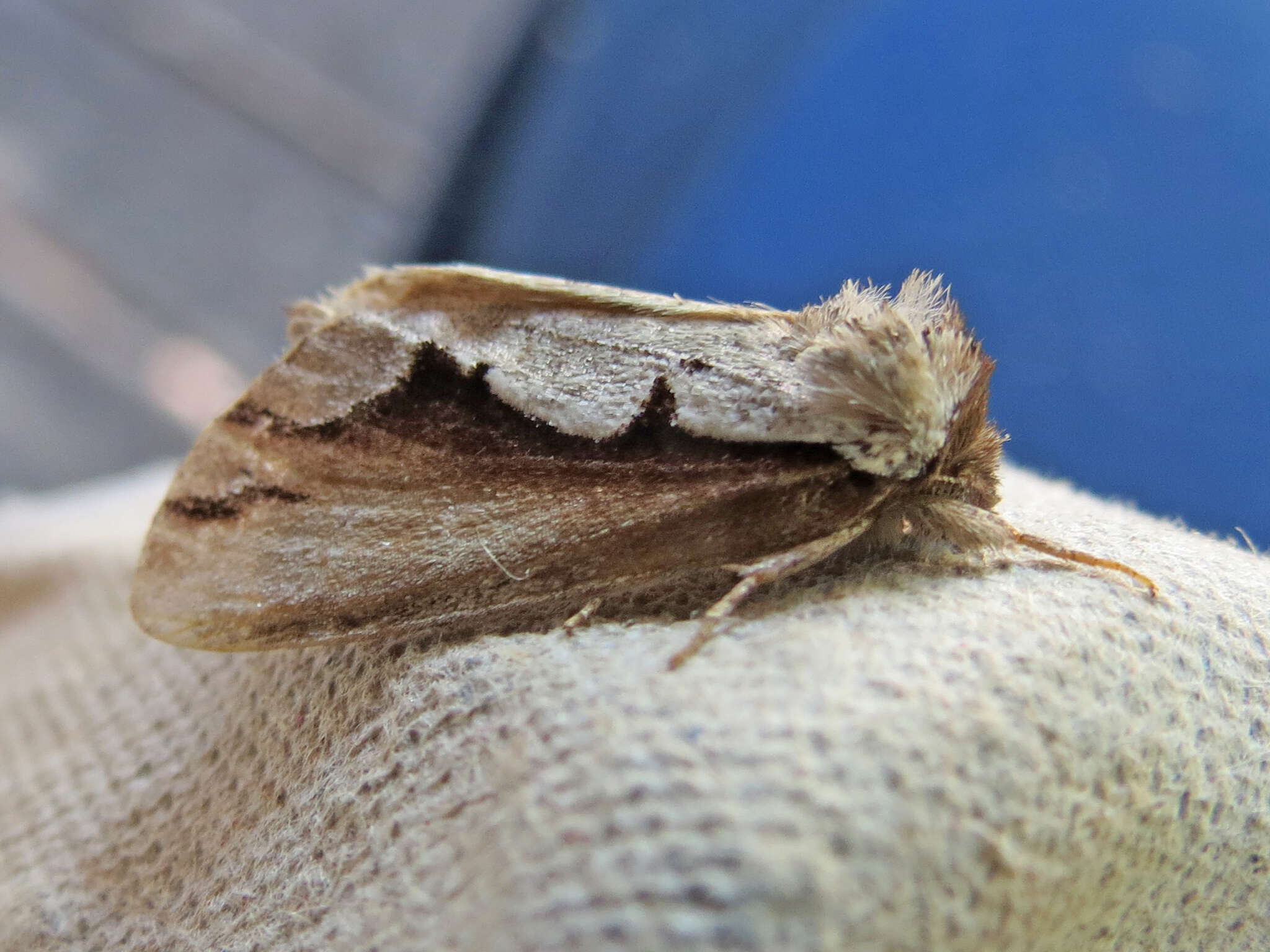 Image of Double-toothed Prominent