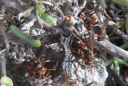 Image of Polistes marginalis (Fabricius 1775)