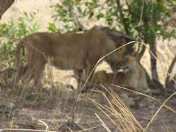 Image of Barbary lion