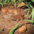 Image of Blacksoil Toadlet