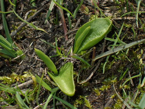 Image of small adder's tongue