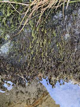 Image of obtuseleaf scleropodium moss