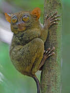 Image of Philippine tarsier