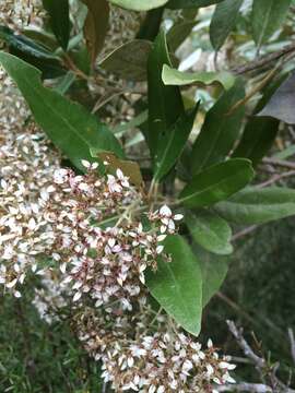 Image of Olearia avicenniifolia (Raoul) Hook. fil.