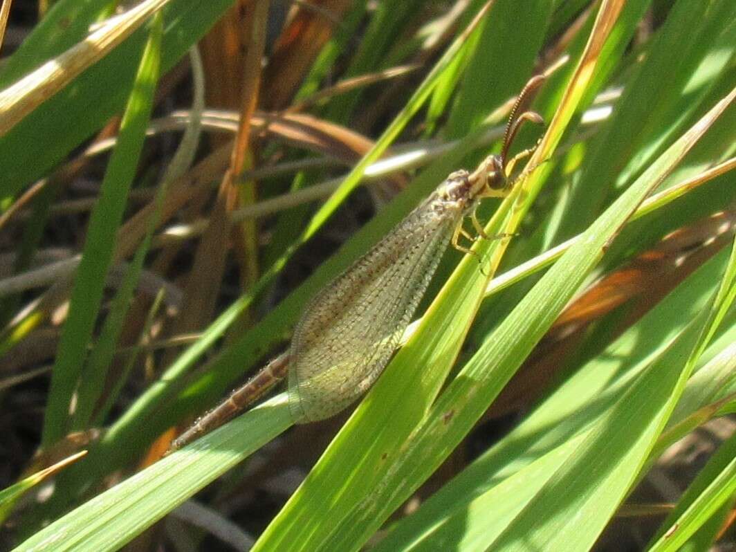 Слика од Brachynemurus abdominalis (Say 1823)