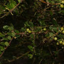 Image of Citharexylum weberbaueri Hayek