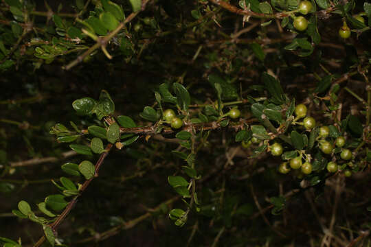 Image of Citharexylum weberbaueri Hayek