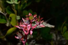 Image of Echeveria heterosepala Rose ex Britton & Rose